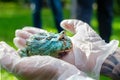 Ceratophrys ornata The Argentine horned frog Ã¢â¬Åpacman frogÃ¢â¬Â is sitting on gloved hands Royalty Free Stock Photo